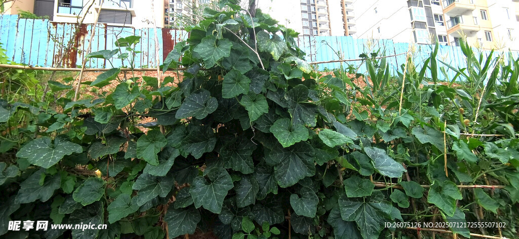 茂盛南瓜叶南瓜藤景观