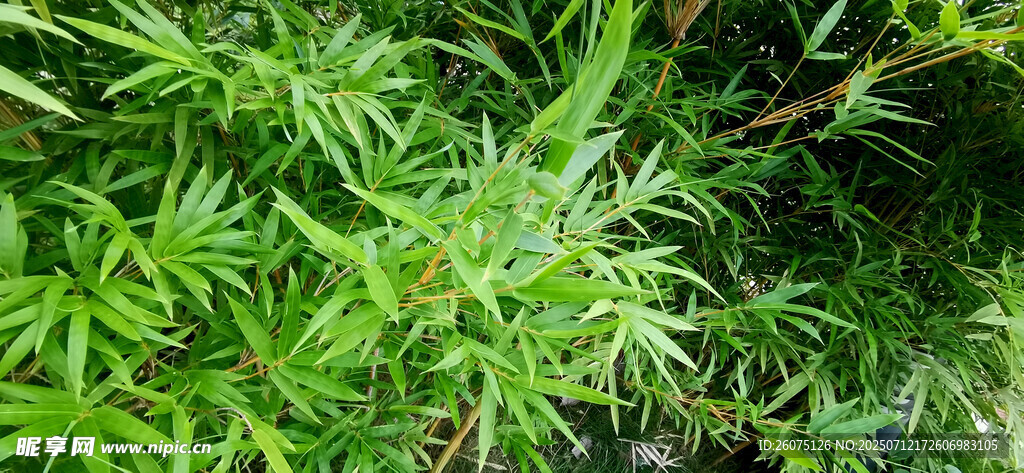 翠绿金竹林