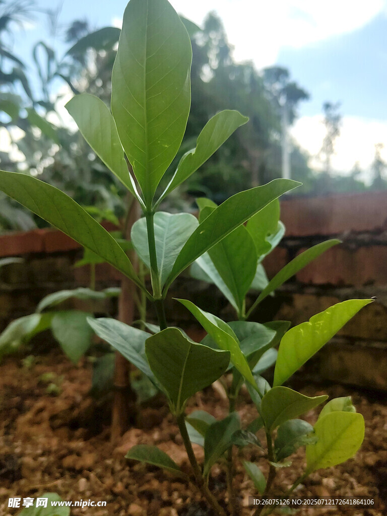 嫩绿植物幼苗生机盎然
