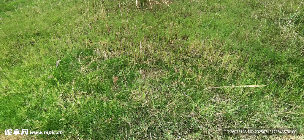绿色草地局部景象