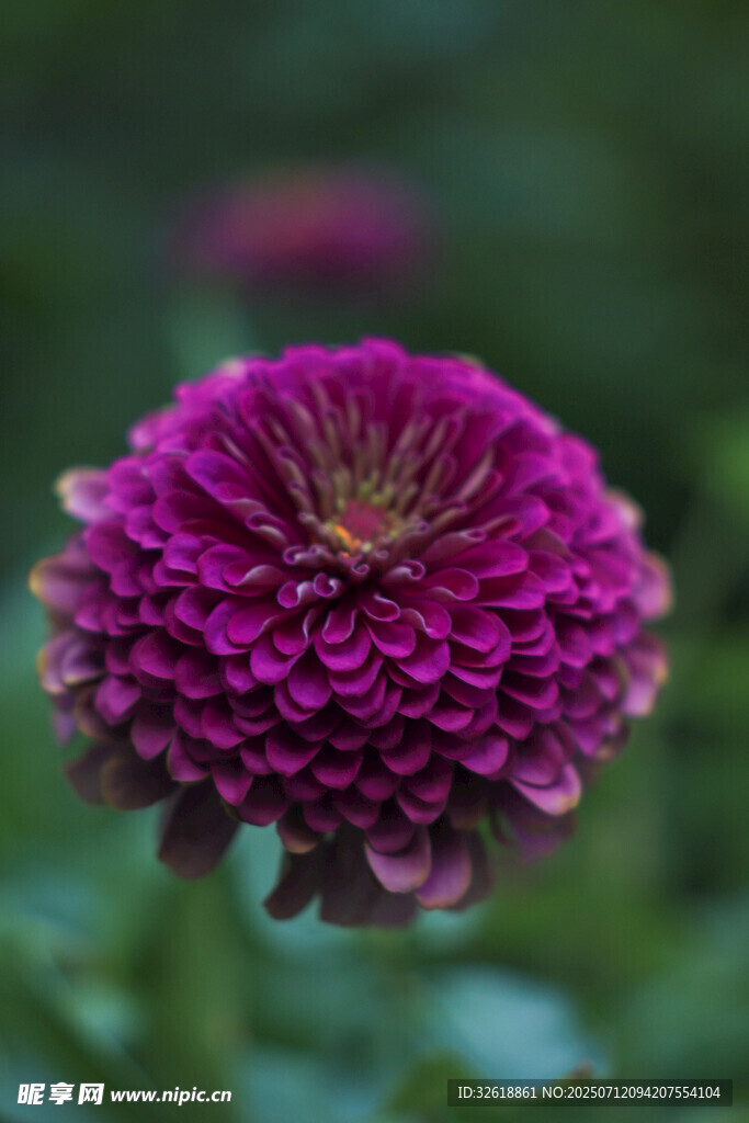 艳丽紫花特写