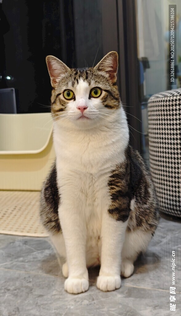 可爱猫咪端坐室内