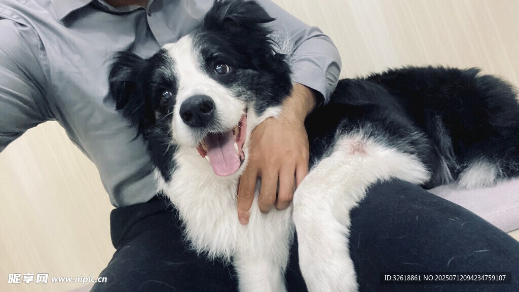 人与边牧