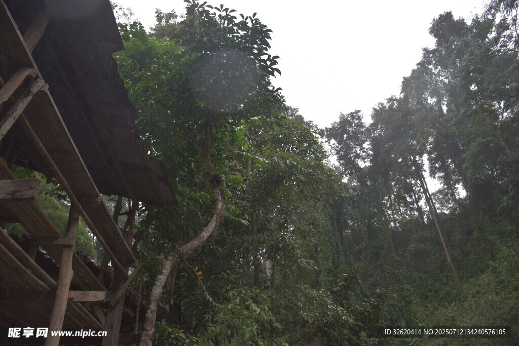 雨林中的木质建筑景观