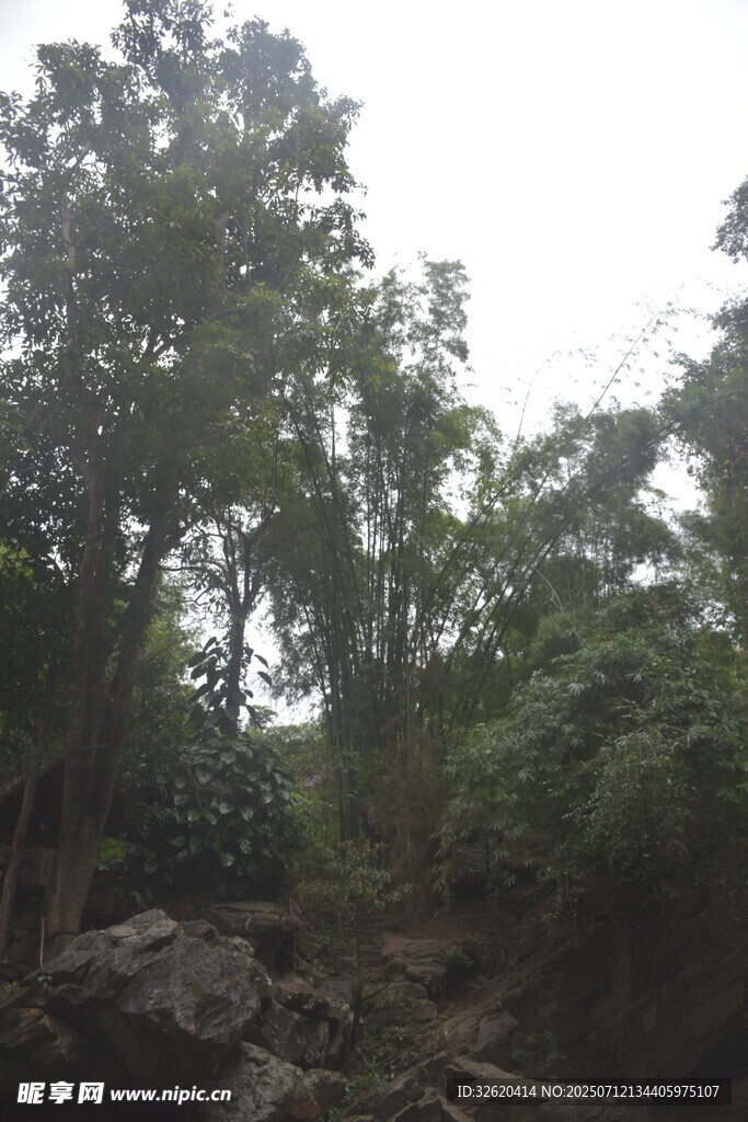 山林间的繁茂树木景观