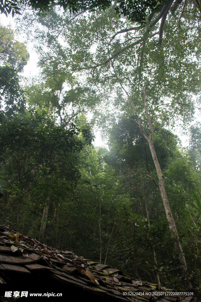 雨林深处的静谧景象