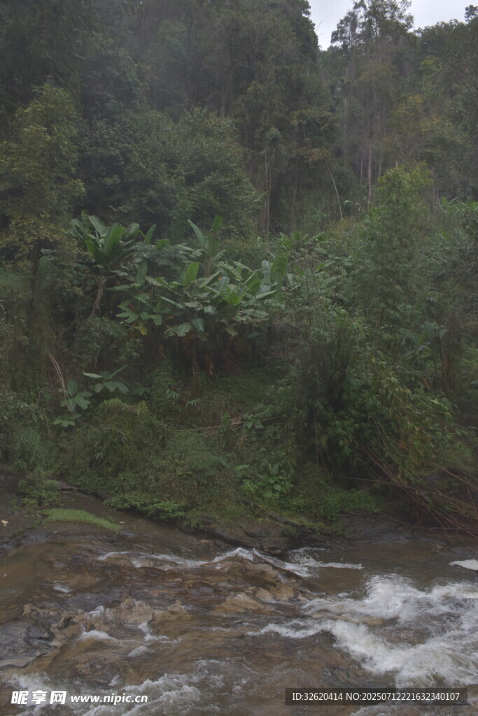 山间溪流旁的茂密植被