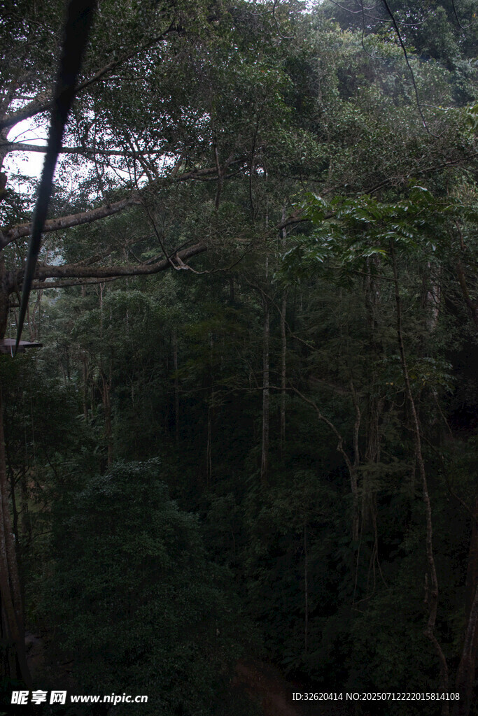茂密丛林景观