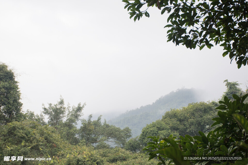 山林雾景 绿意盎然