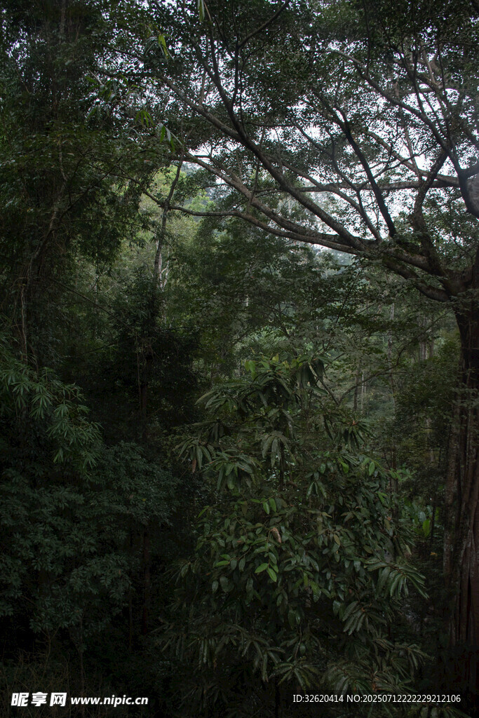 茂密森林中的繁茂绿植