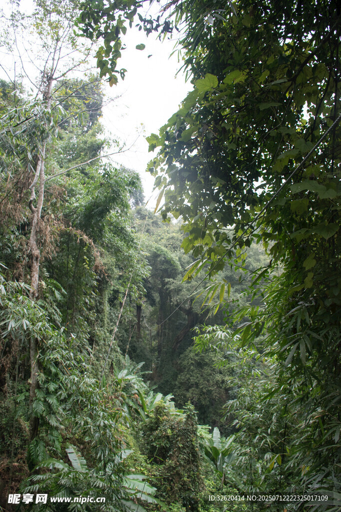 茂密丛林景观