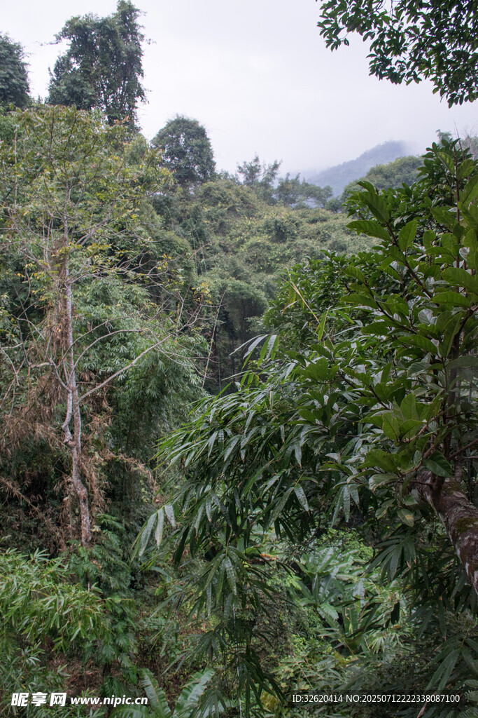 茂密山林绿意盎然景象