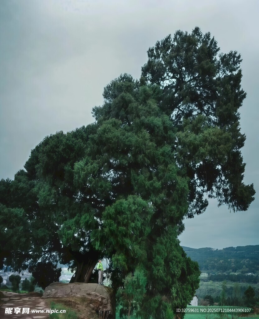 古老苍劲的大树