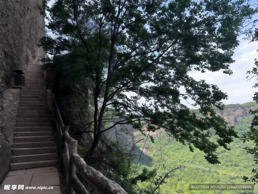 山间石径旁的葱郁树木