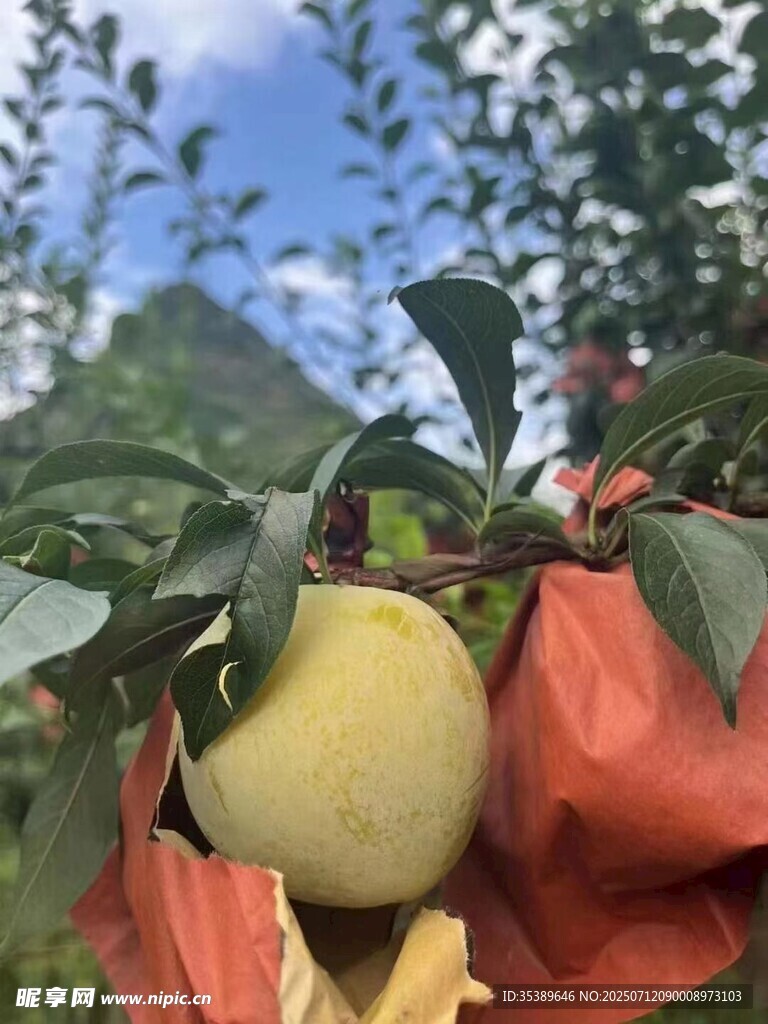 黄金李 恐龙果
