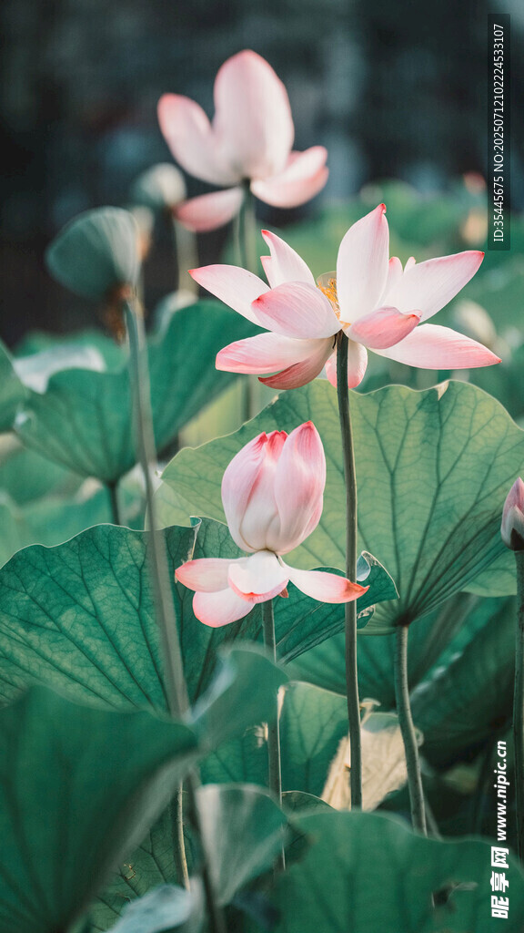 粉色荷花绽放于绿叶间