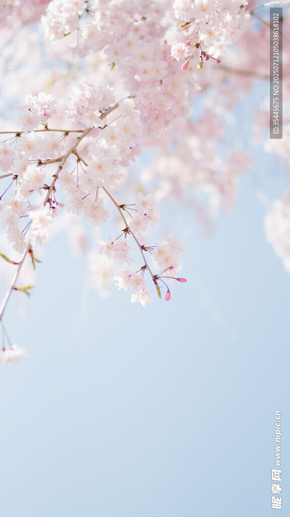春日烂漫樱花枝头绽放