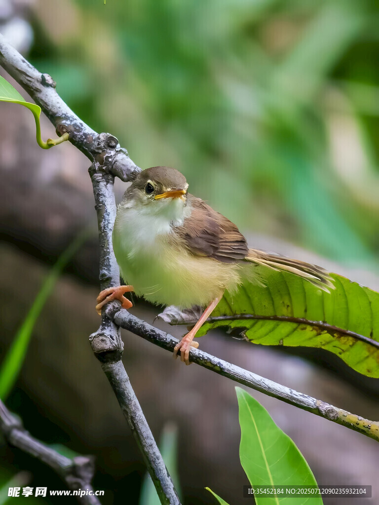 黄腹树莺
