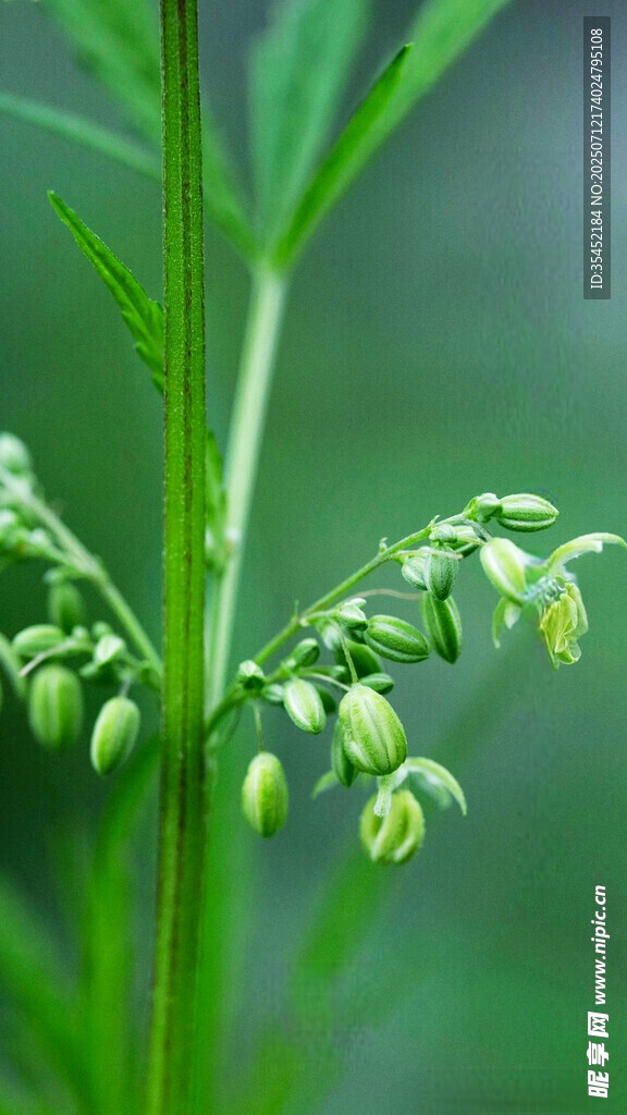 胡麻