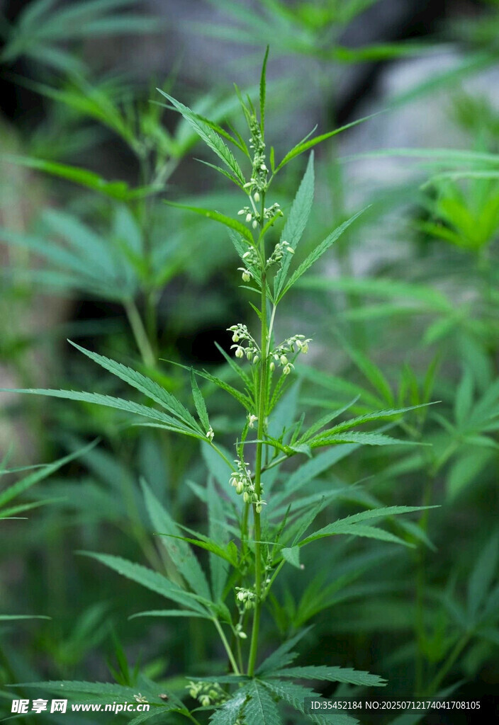 胡麻