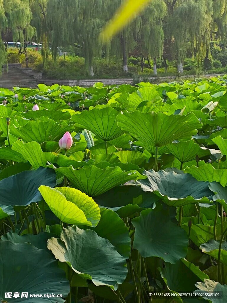 荷叶