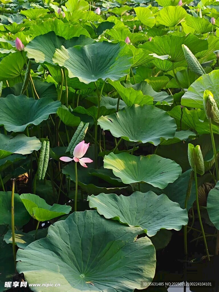 荷花荷叶