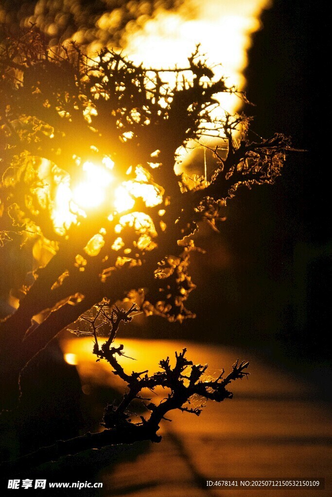 夕阳下的枝叶光影
