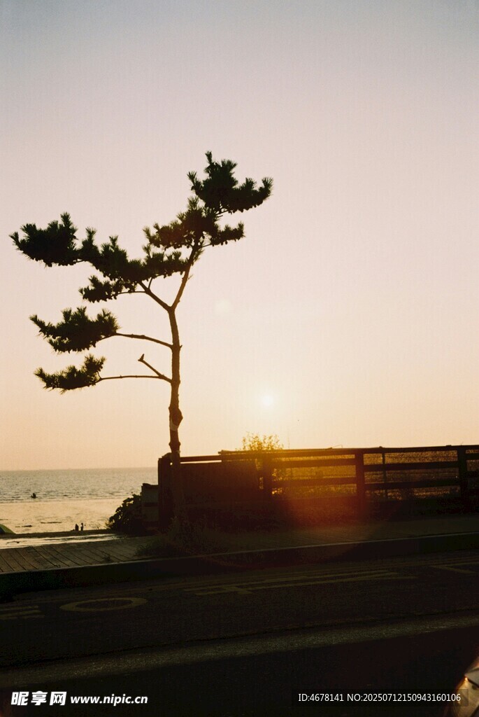 夕阳下的孤松与海岸线
