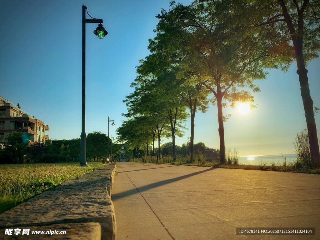 黄昏下的林荫步道美景