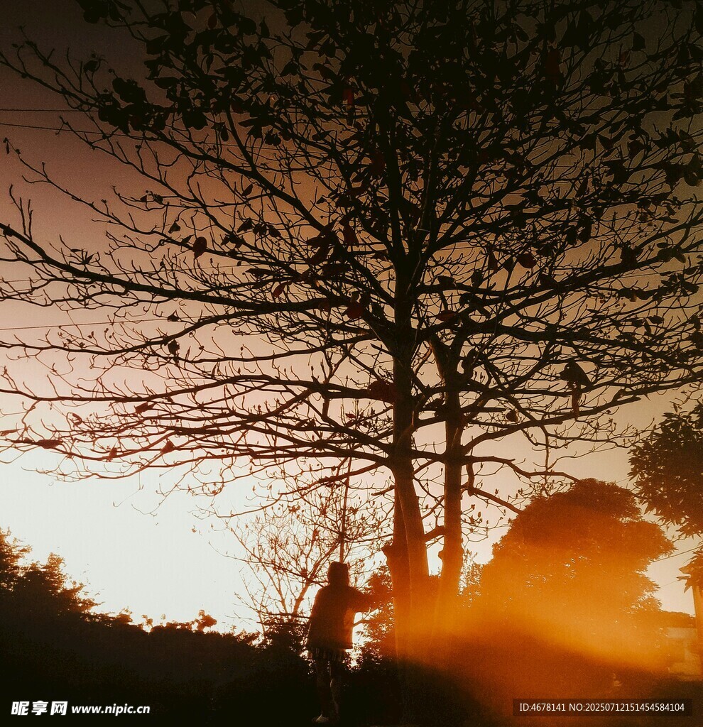 夕阳下的树影与光影之美