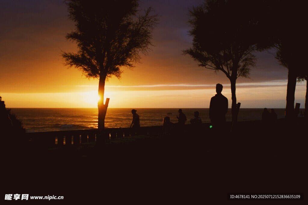 夕阳下的海边树木剪影