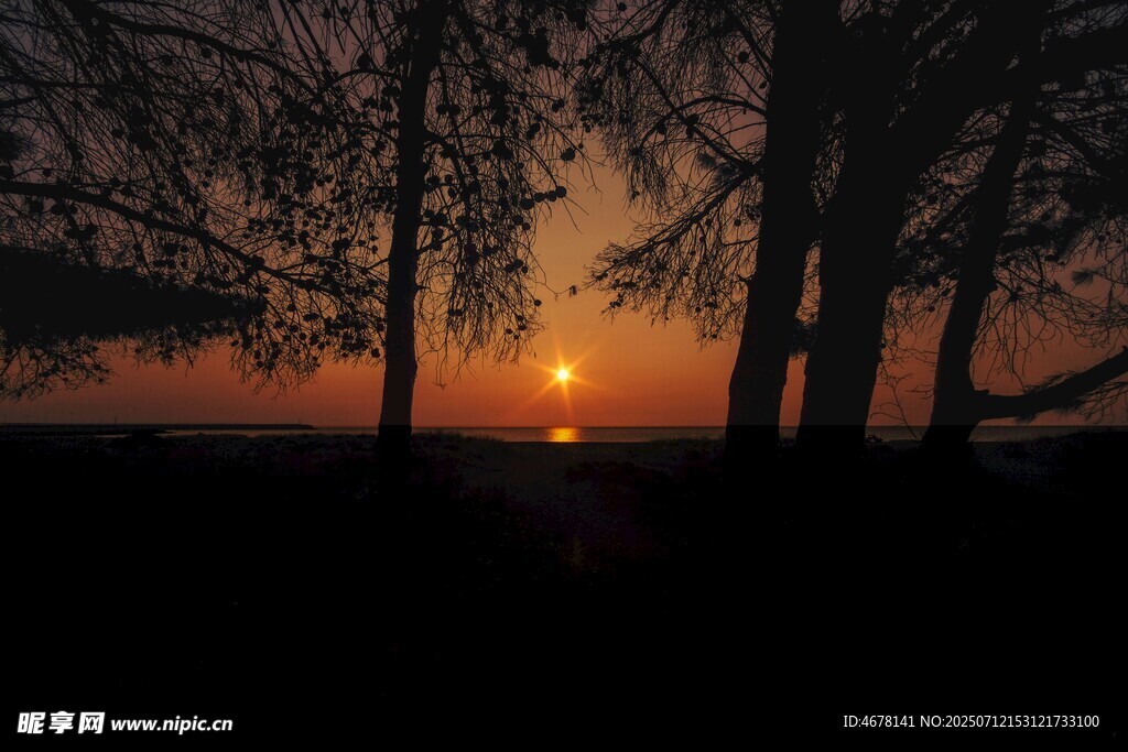 夕阳下树林剪影美景