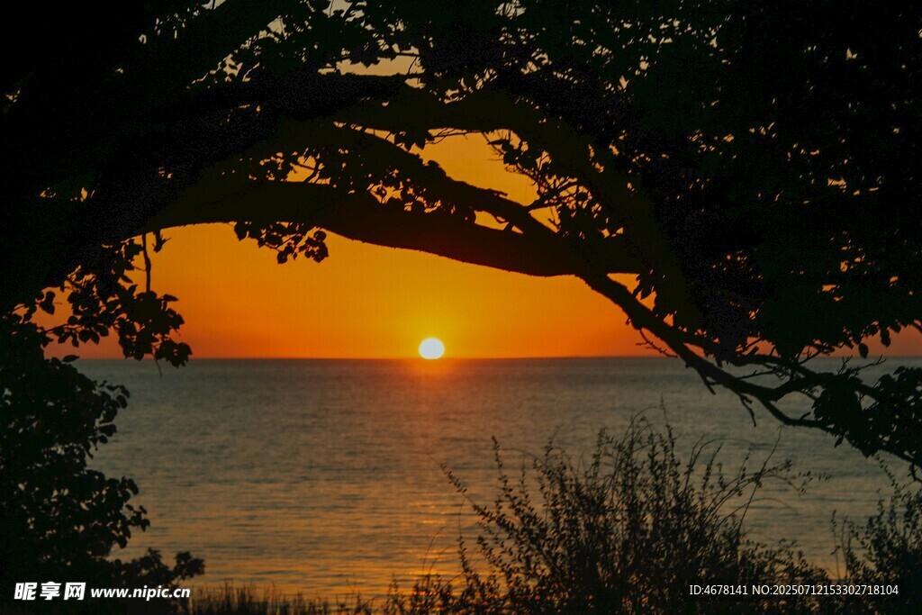 夕阳下的海边树影美景