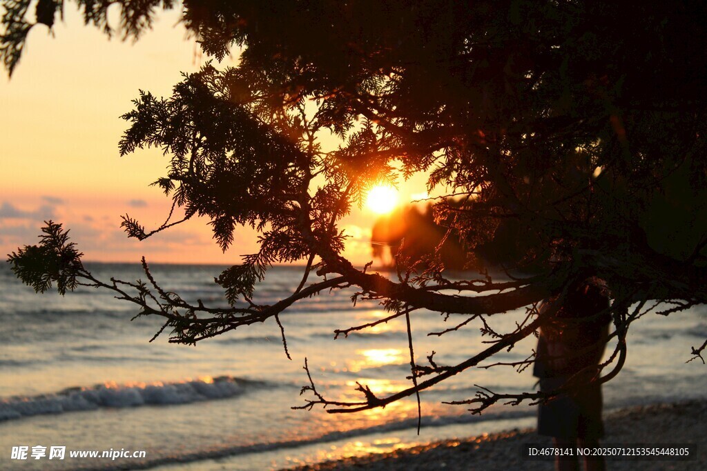 海边夕阳下的树影美景