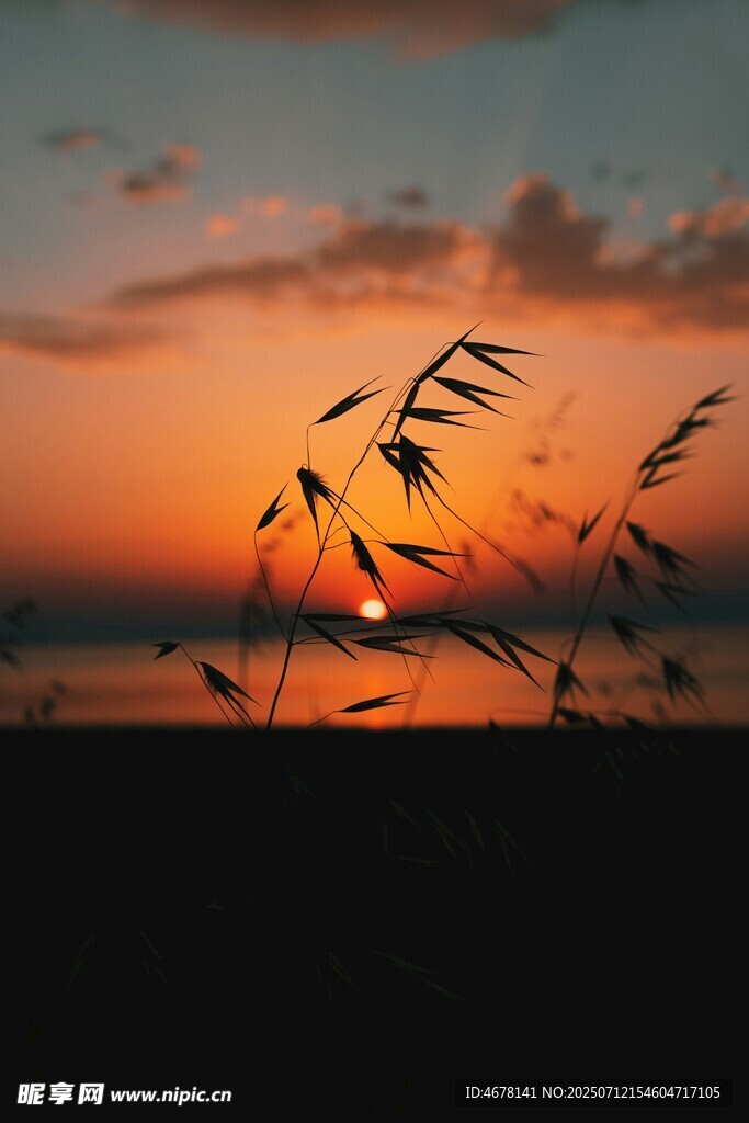 夕阳下的芦苇剪影