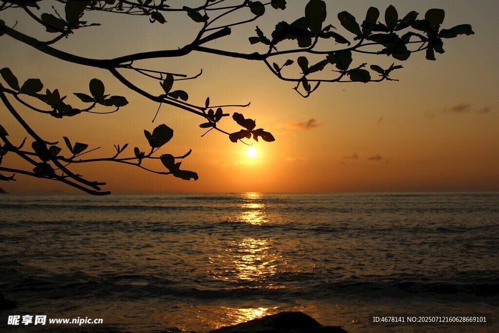 夕阳下的海边树枝剪影