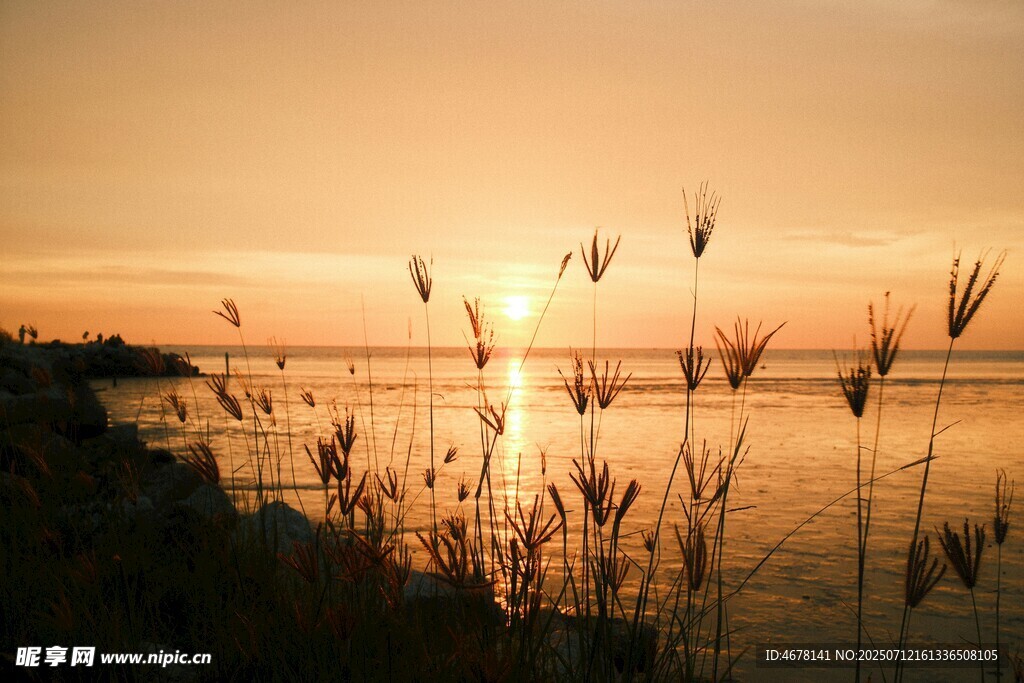 夕阳下的水边芦苇美景