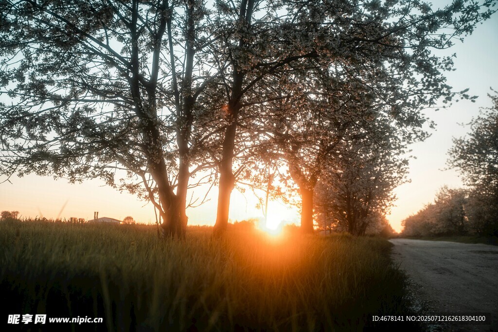 夕阳下的林间小路