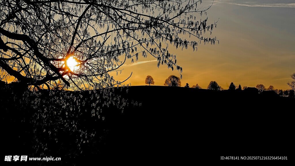 夕阳下的树影美景