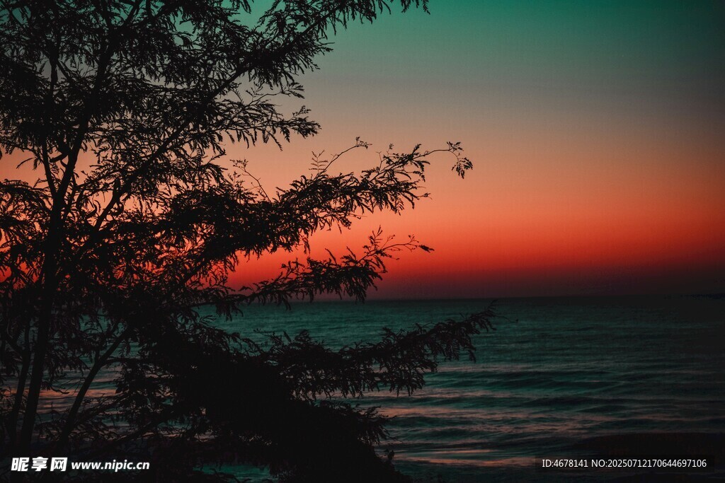 海边日落时分的树影美景