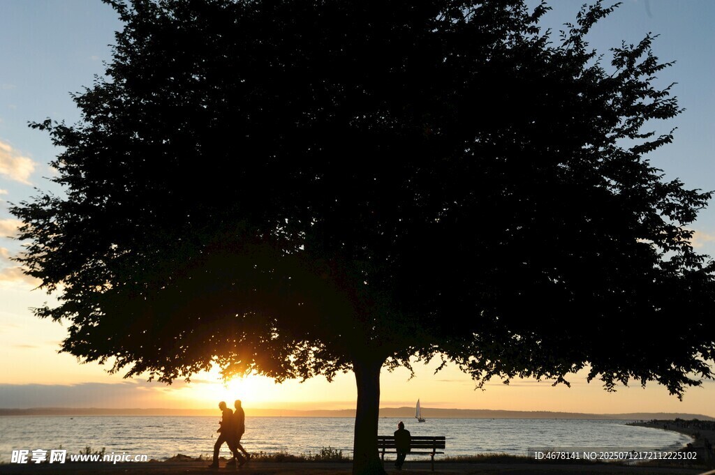 夕阳下树旁的浪漫身影