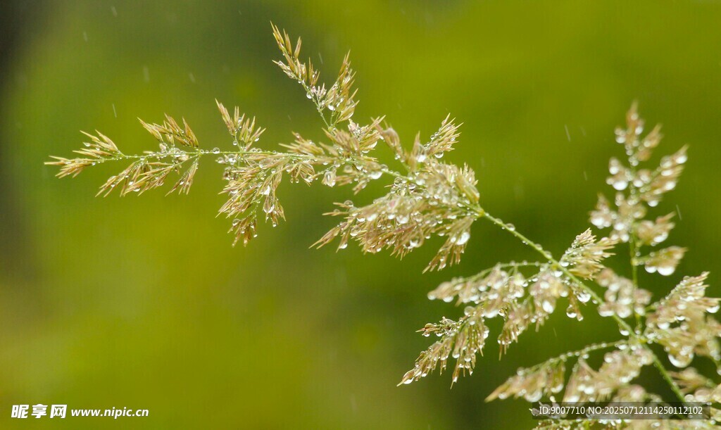 纤细白花植物特写