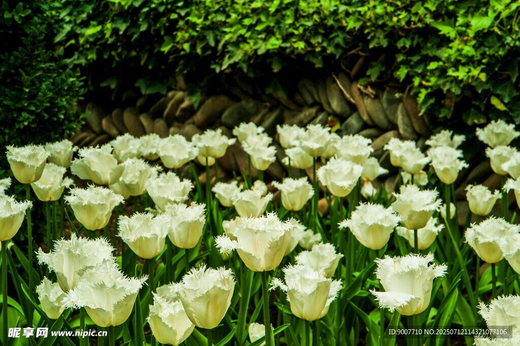 白色郁金香花海