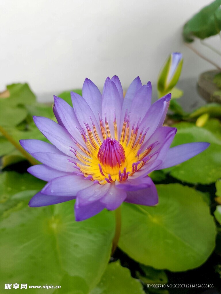 紫色睡莲绽放