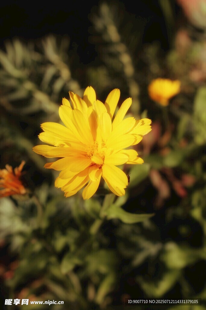 黄色小花绽放