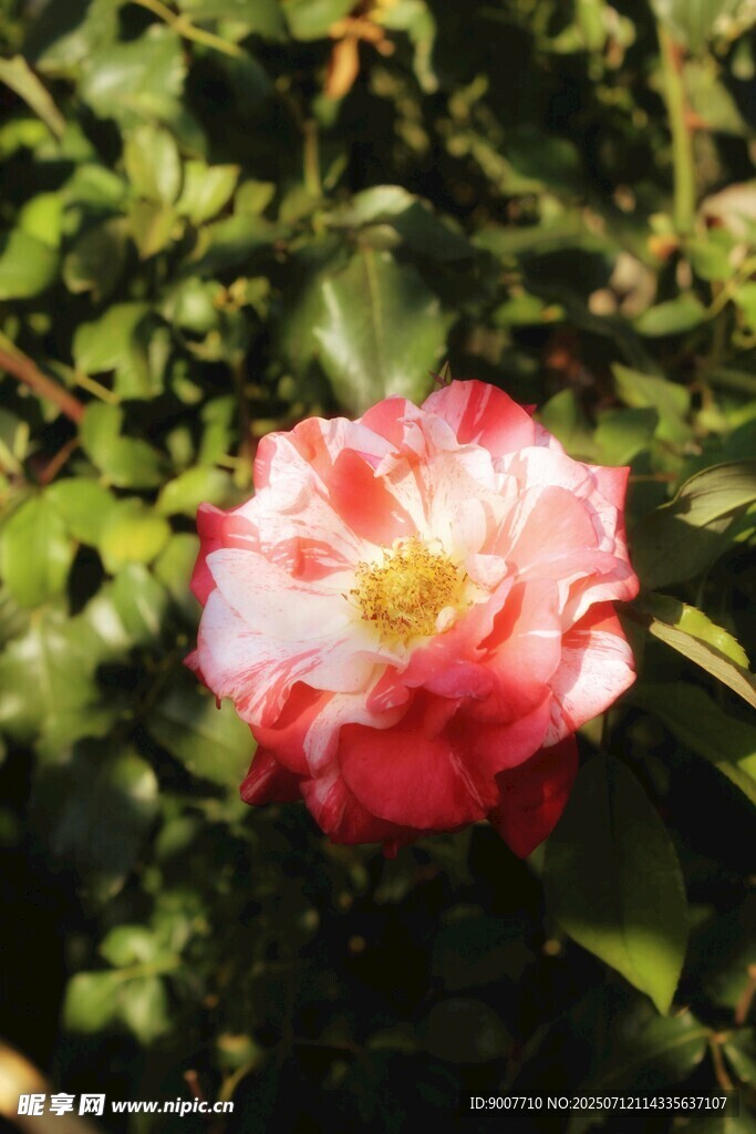 娇艳双色月季花