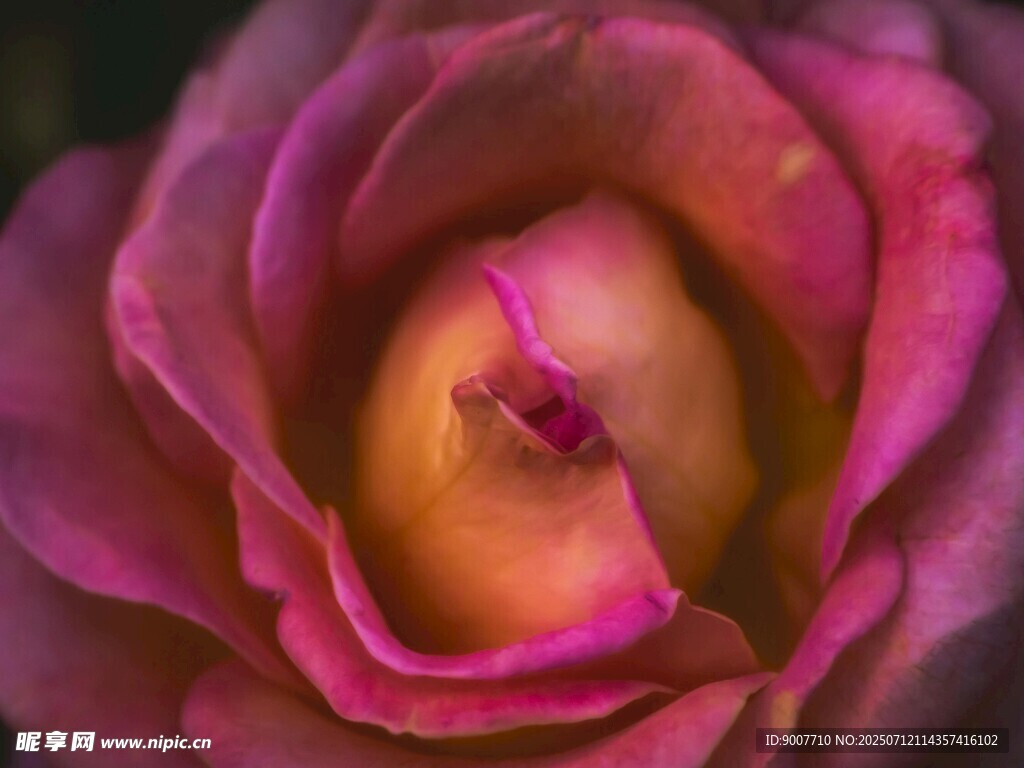 娇艳绽放的粉色玫瑰花