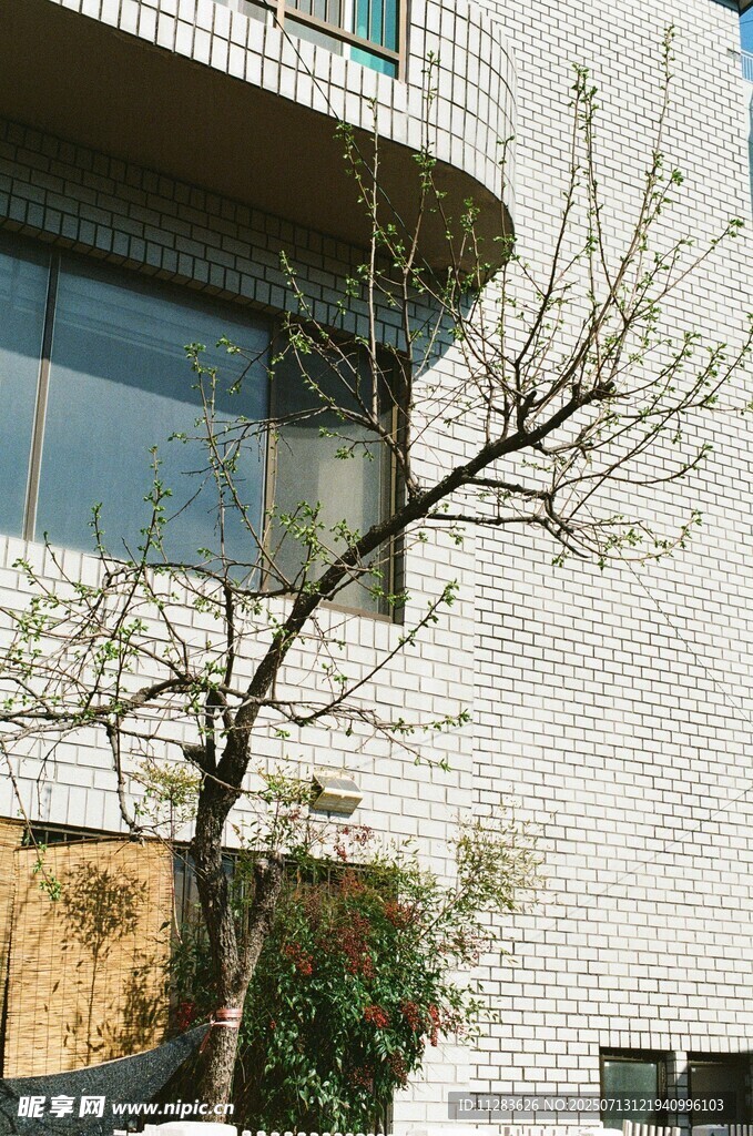 墙边光秃树枝与现代建筑