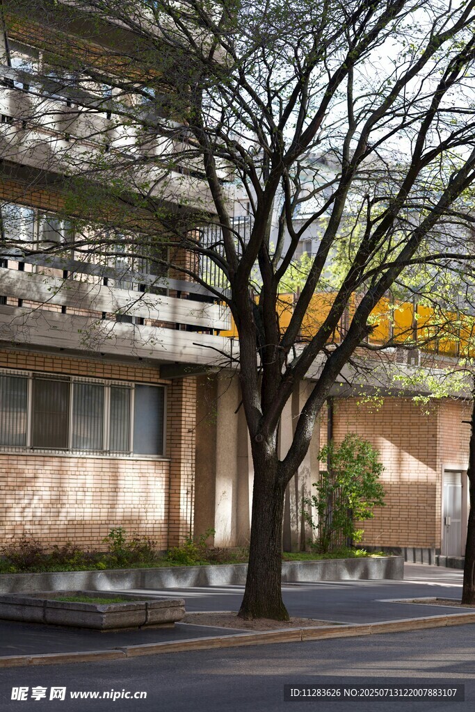 街边光秃树木与建筑景观
