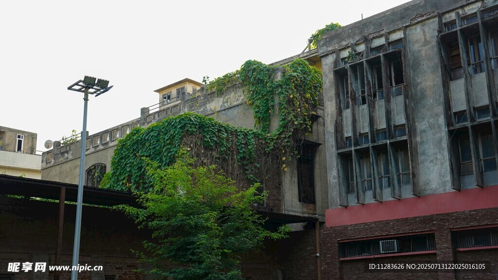 废弃建筑上的绿植景观